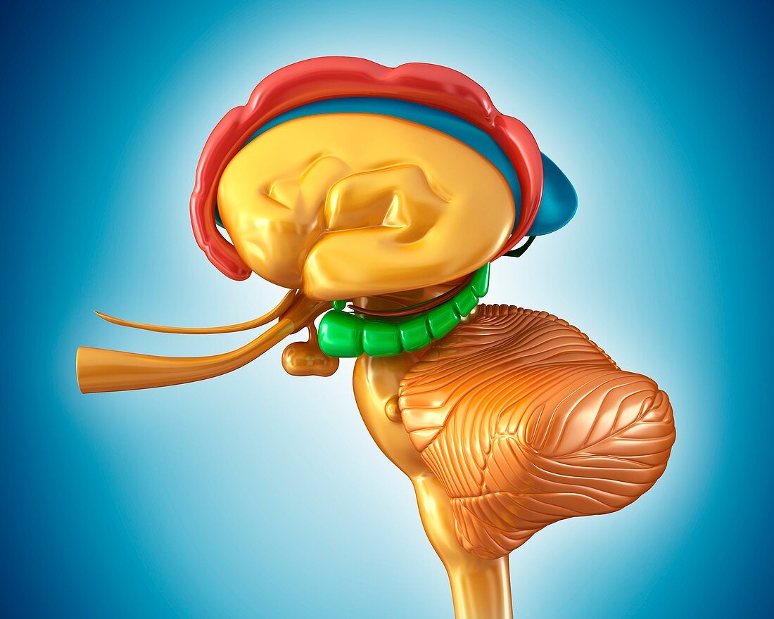 Human brain structures, illustration