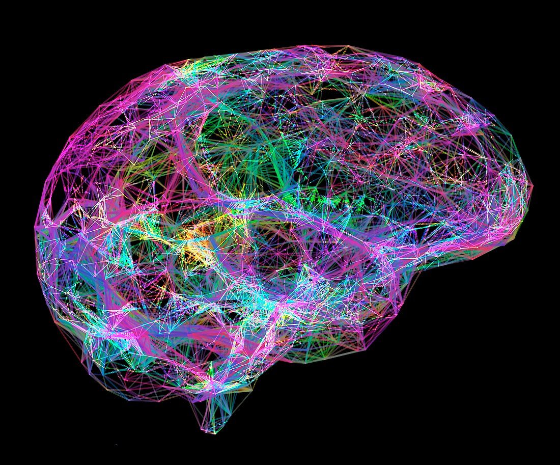 Brain, neural network