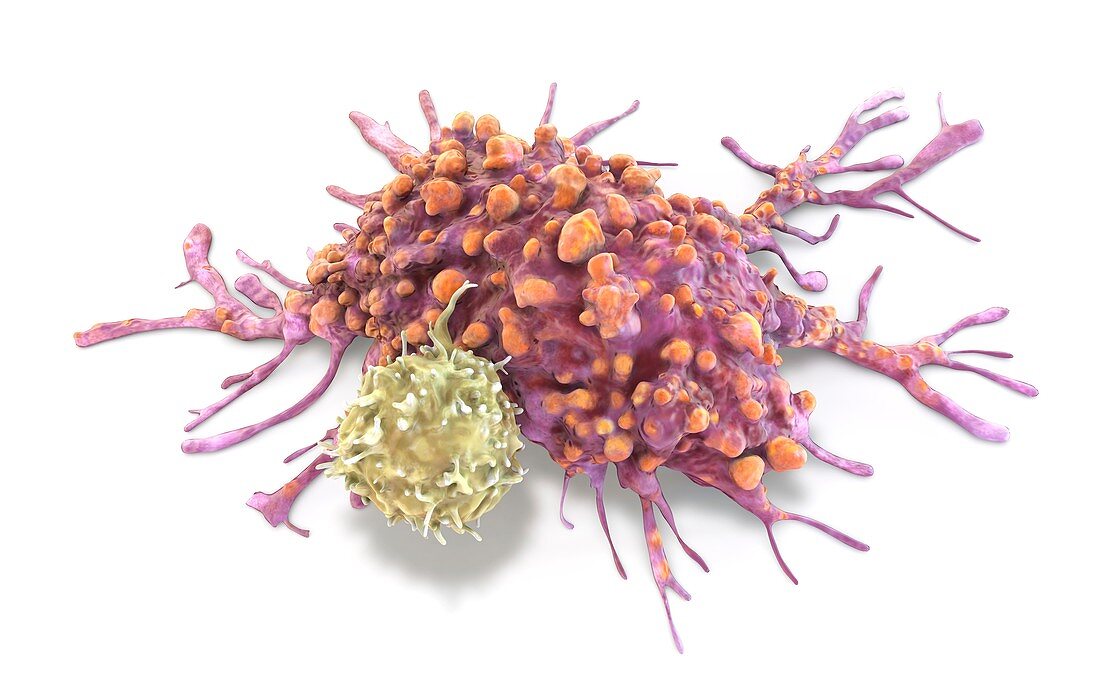 T lymphocyte and cancer cell