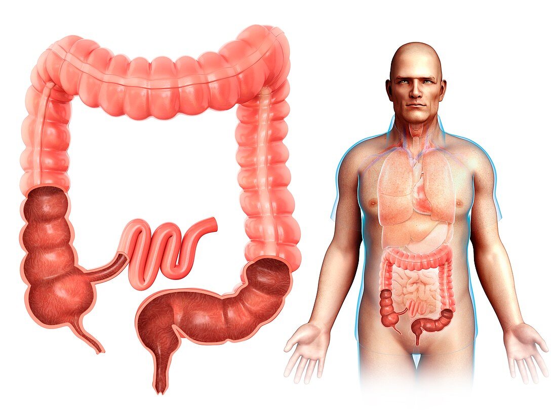 Male large intestine anatomy, illustration