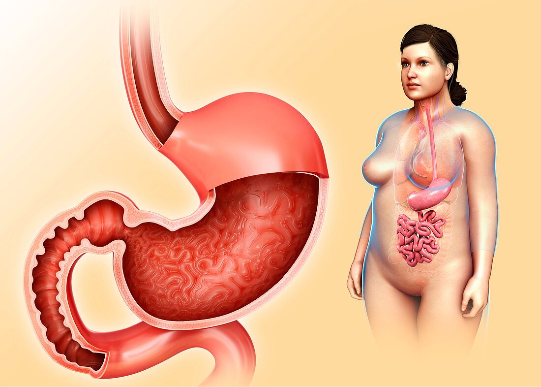 Female stomach and duodenum, illustration