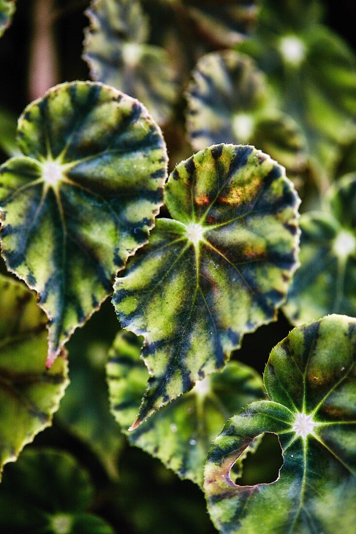 Leaves of the begonia