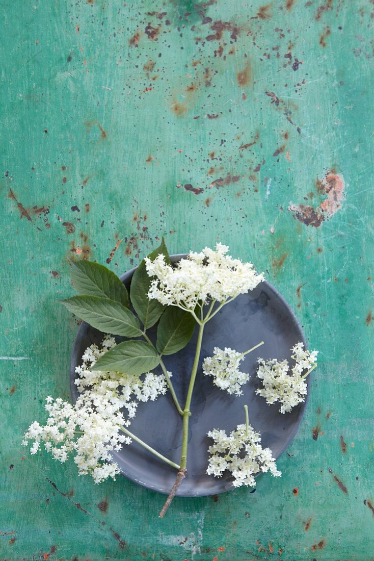 Elderflowers arranged on a plate on a turquoise surface