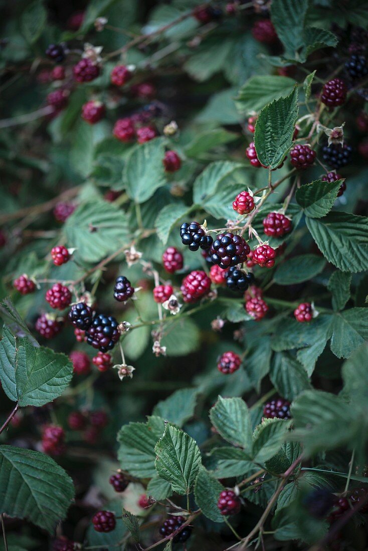A blackberry plant
