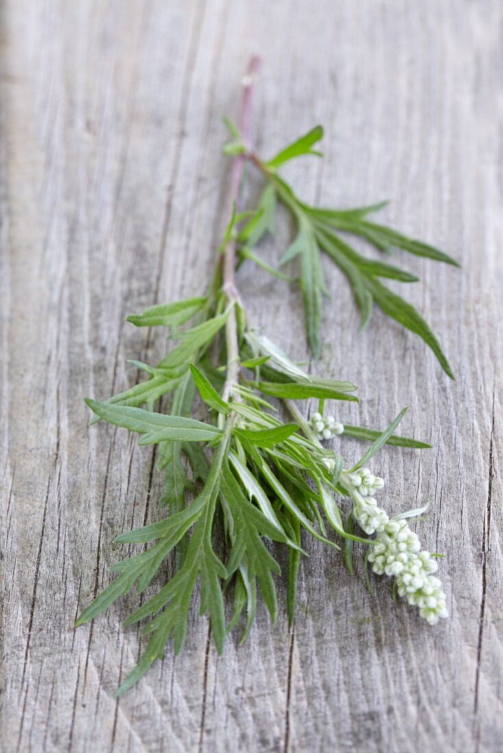 Frischer Beifuß mit Blatt und Blüte