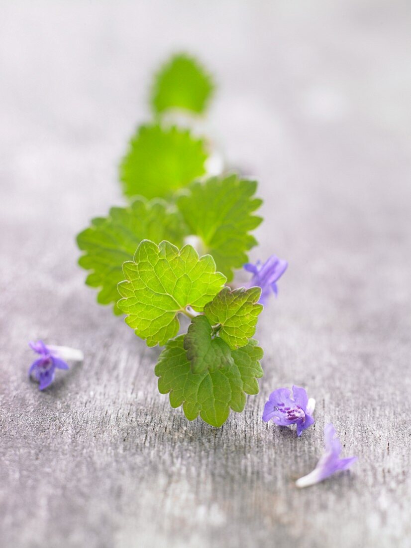 Ground ivy with a leaf and flowers