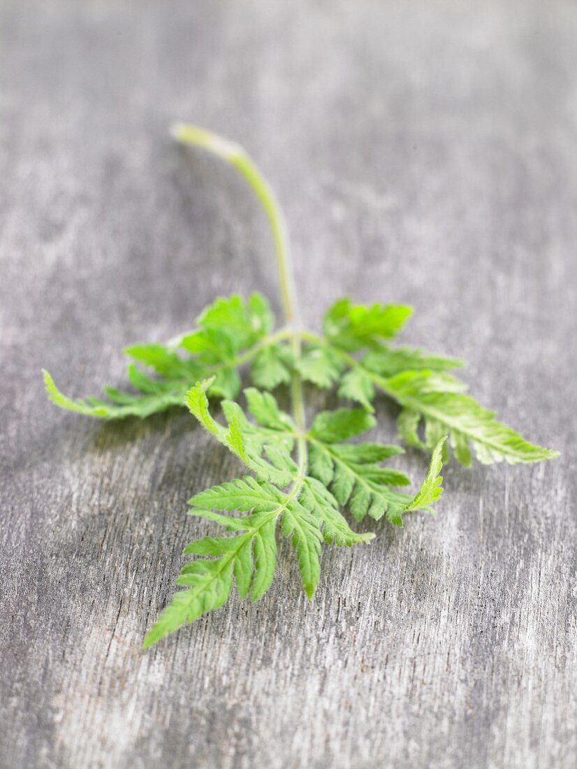 Fresh sweet cicely