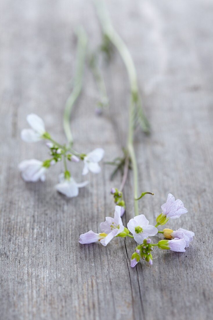 Fresh cuckoo flower with blossoms