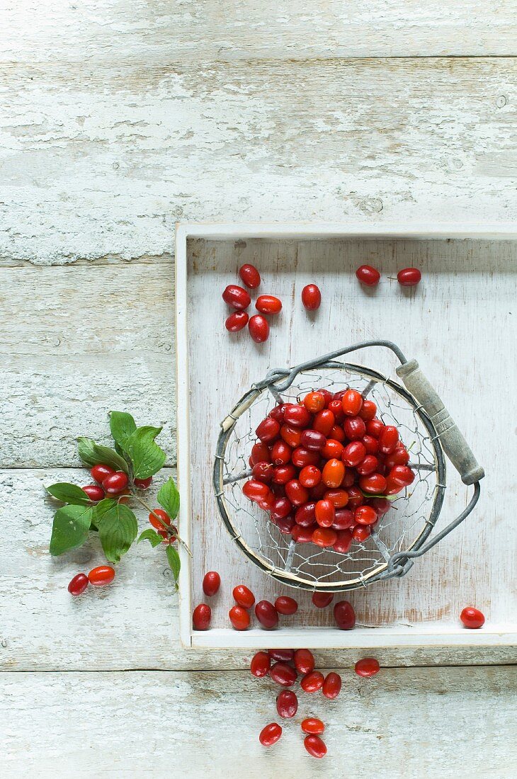 Freshly picked Cornelian cherries in a wire basket and scattered on a wooden table