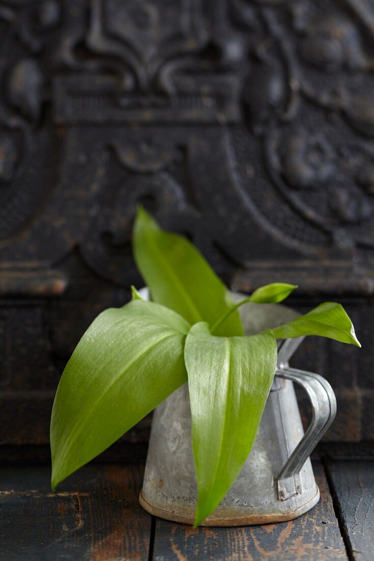 Fresh wild garlic leaves in a vintage metal jug