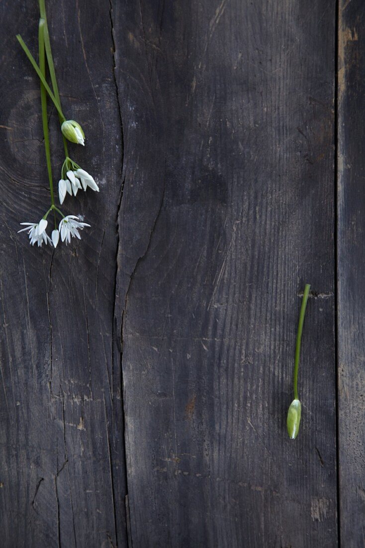 Wild garlic flowers on a black background (seen from above)