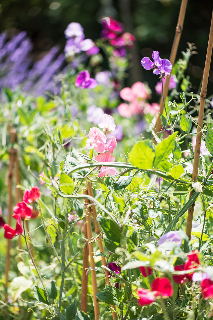 Blumenwiese im Garten