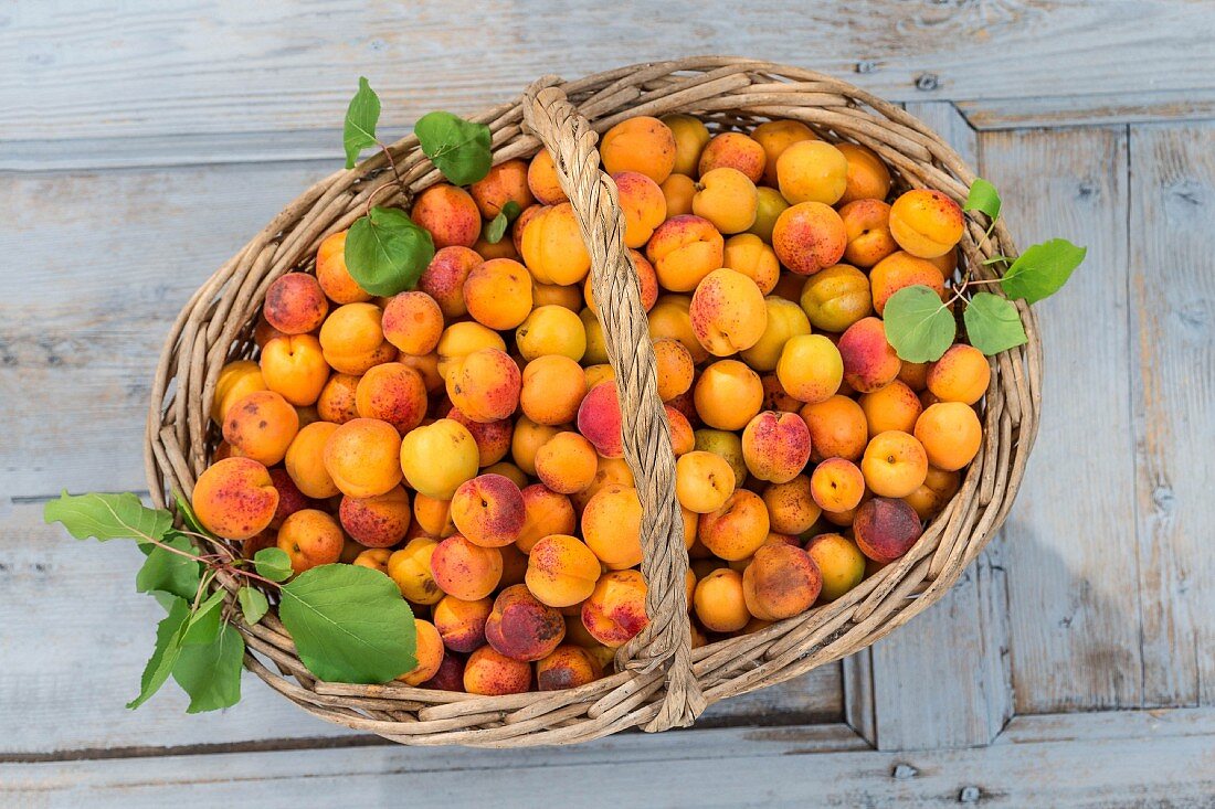 Freshly picked apricots in a basket