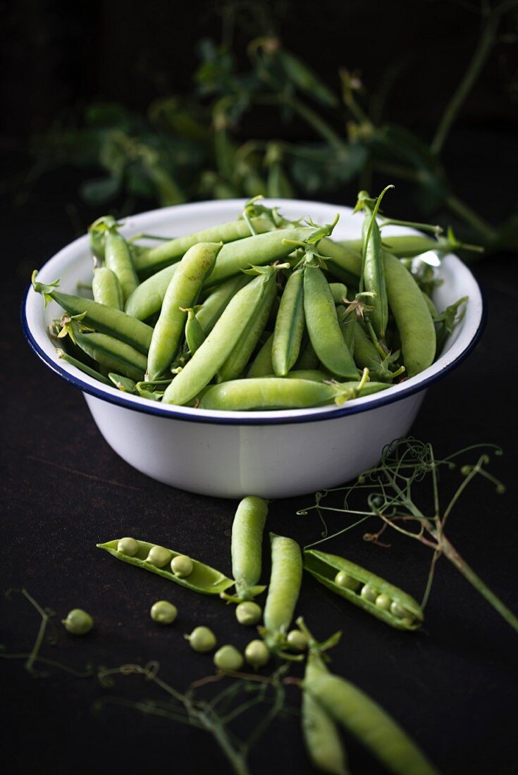 Freshly picked peapods in an enamel dish