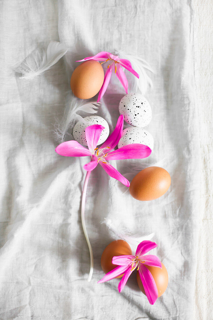 Brown eggs and white, speckled eggs, feathers and autumn crocus flowers