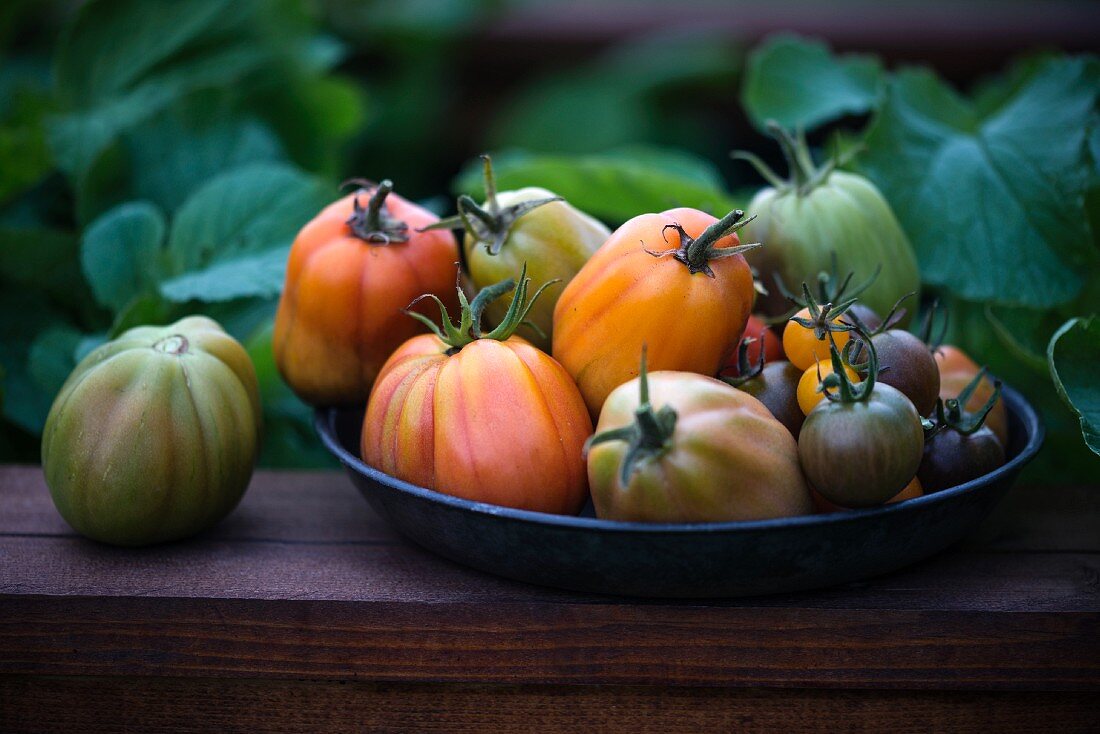 Verschiedene Tomaten auf Teller