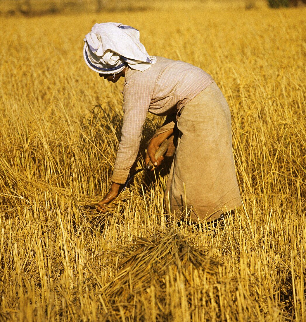 Woman Harvesting Rice in the Field