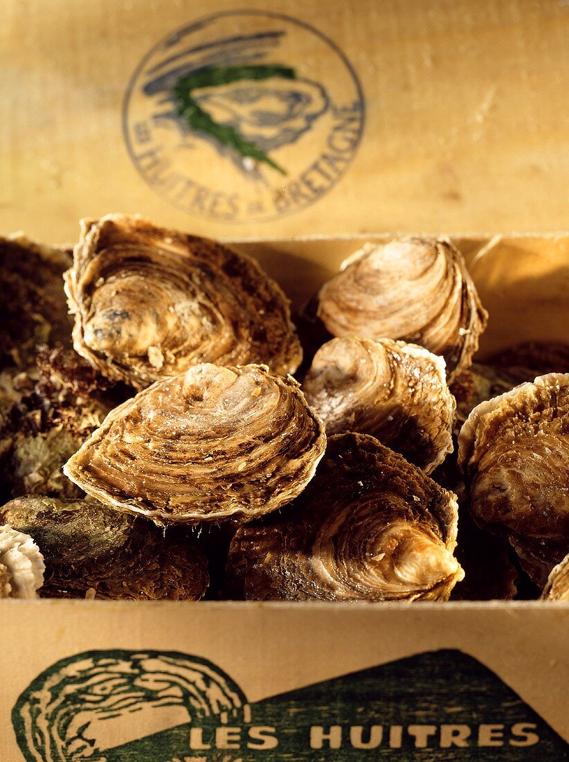 Kiste mit bretonischen Austern der Sorte 'Belons'