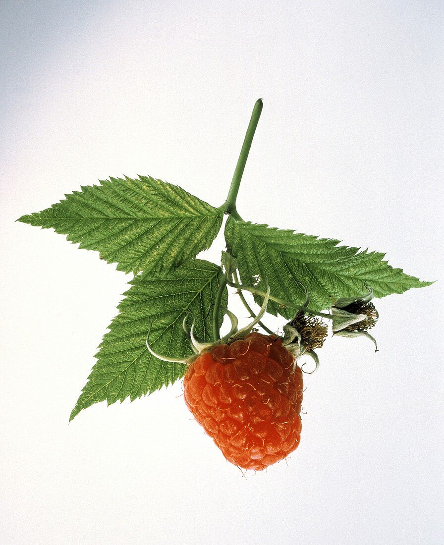 One Raspberry with Stem and Leaves