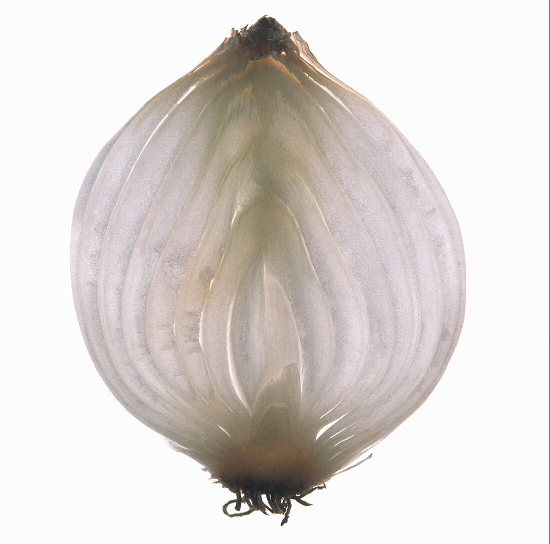 A slice of white onion on sheet of glass