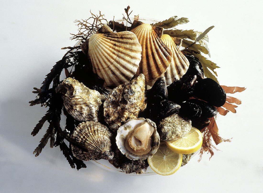 Assorted Shellfish in a Bowl; Seaweed