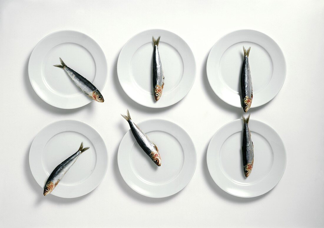 Sechs Sardinen, jede auf einem weißem Teller