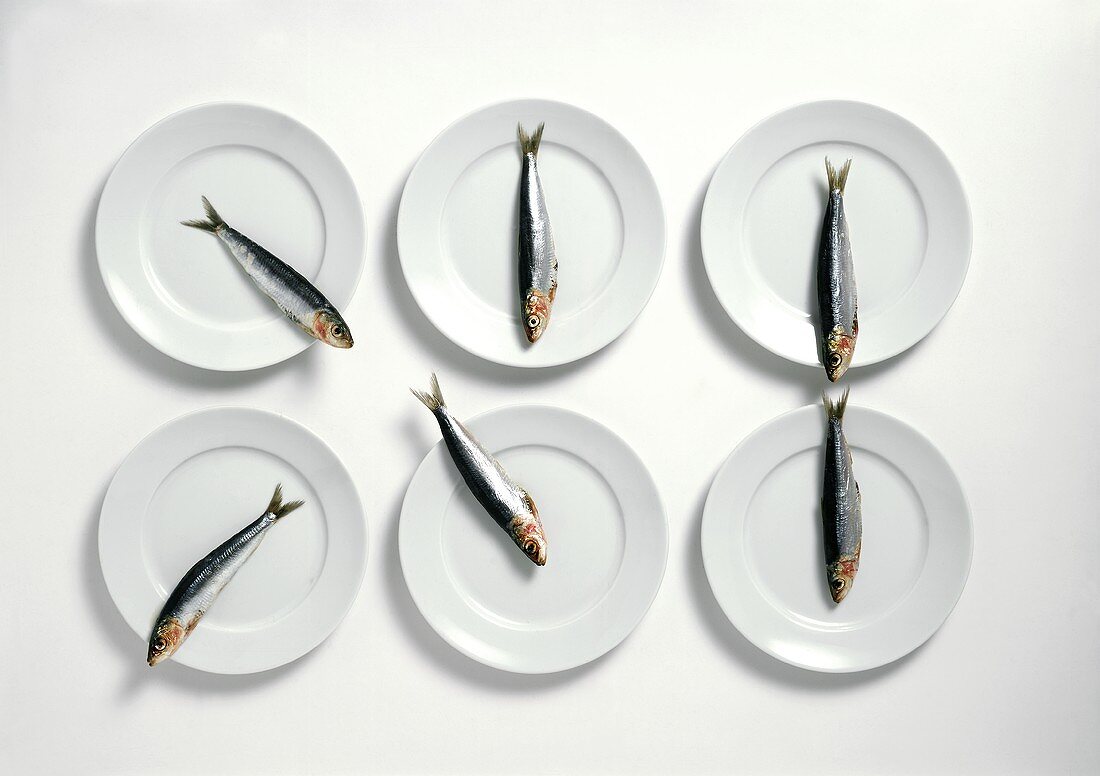 Six Sardines; Each on a White Plate