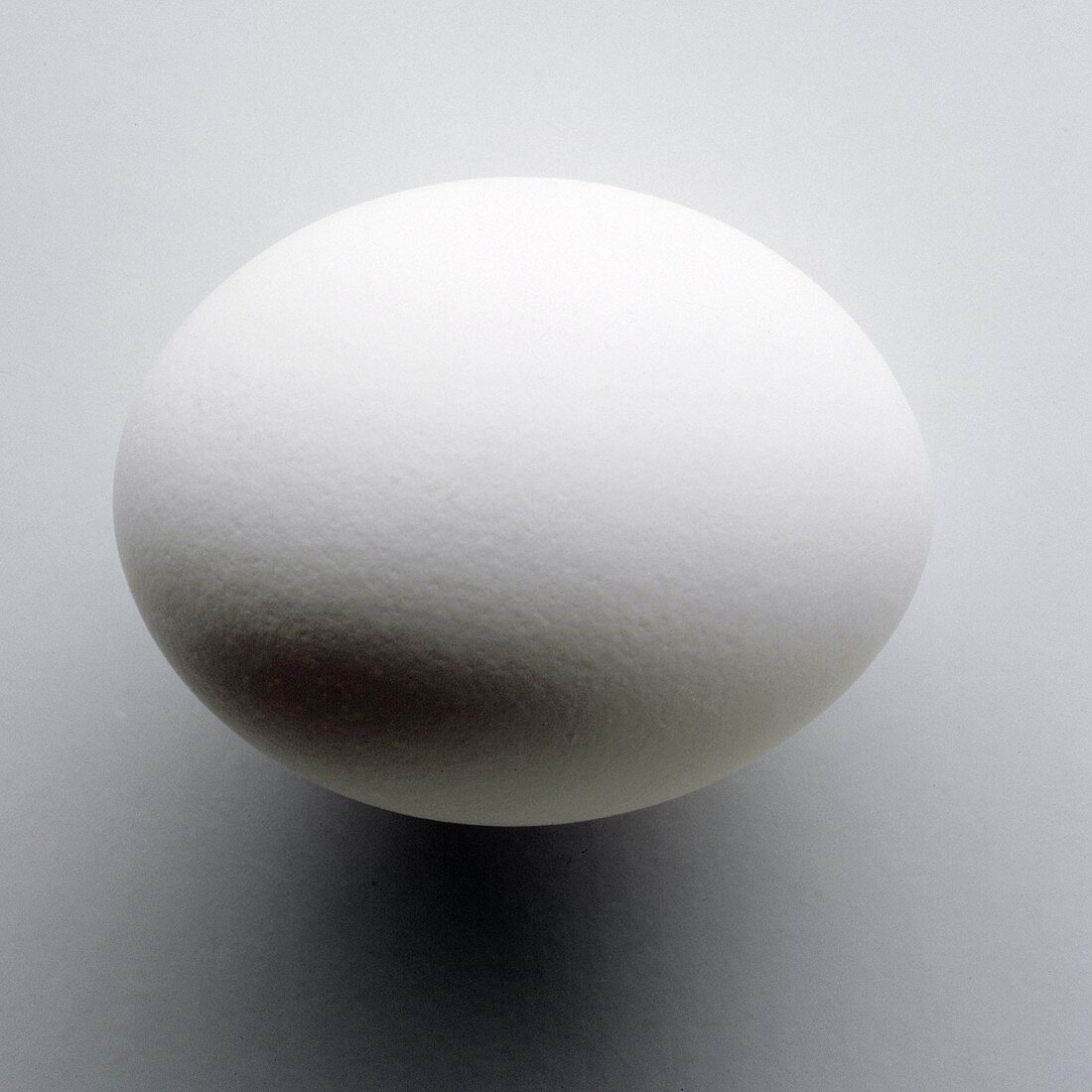 Single White Egg