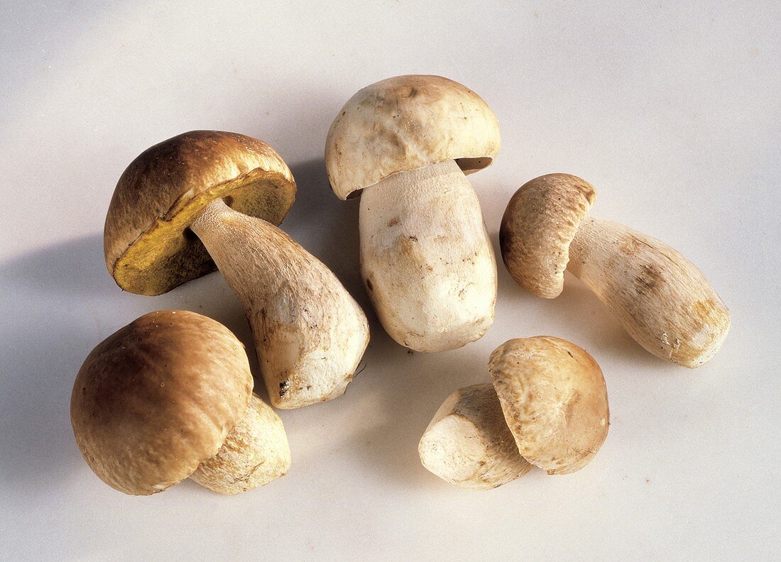 Fresh Cep Mushrooms