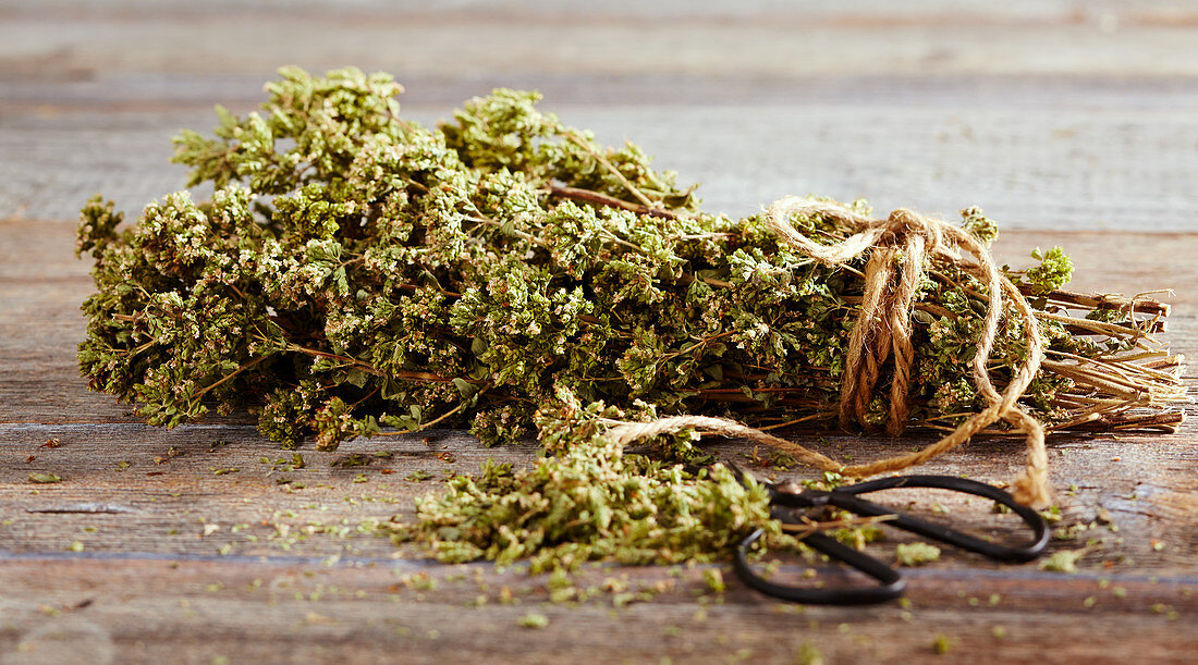 Sicilian oregano, dried, with herb scissors on wooden background