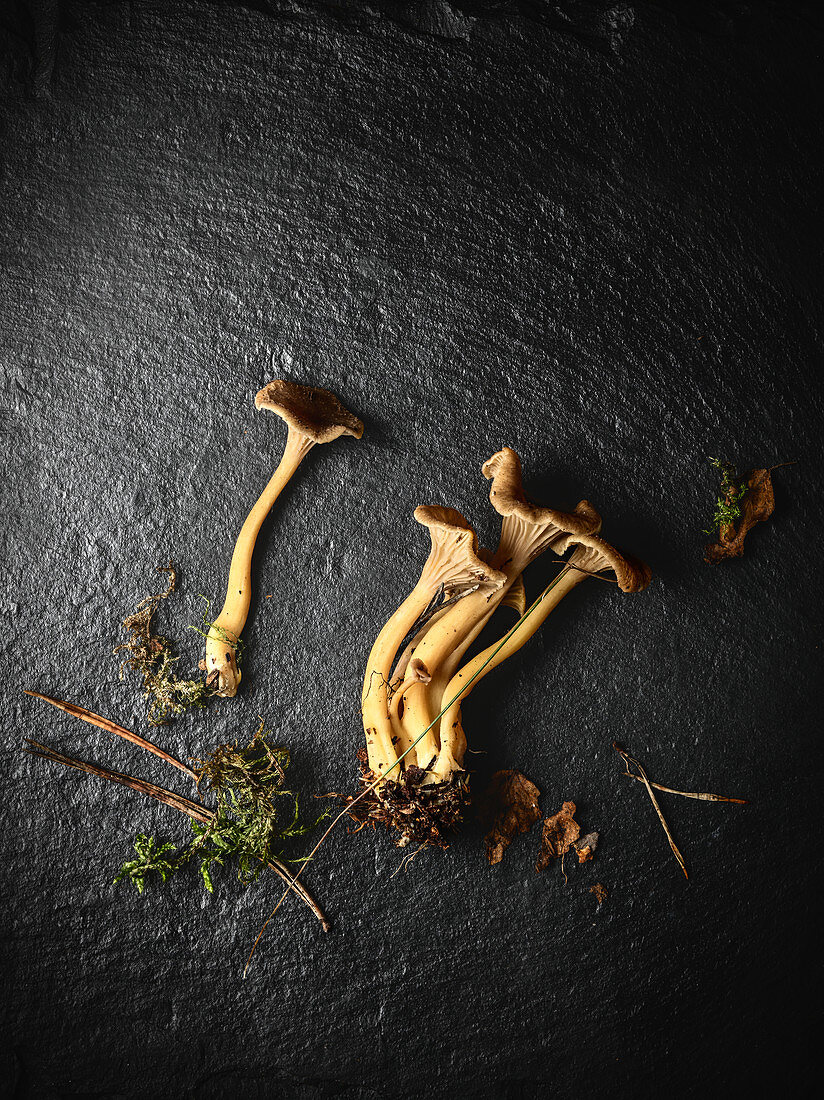 Directly above view of chanterelles against black background