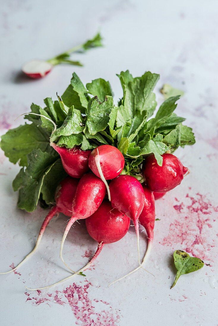 Fresh radishes moistened with water on a pink background