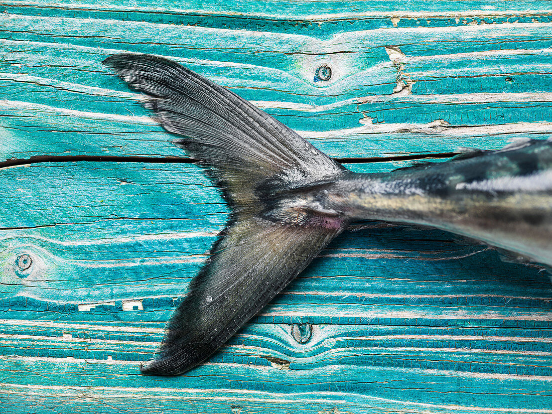 Schwanzflosse einer rohen Makrele auf blauem Holzuntergrund (Detail)