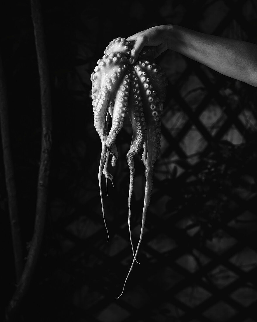 Raw octopus held over dark outdoor background