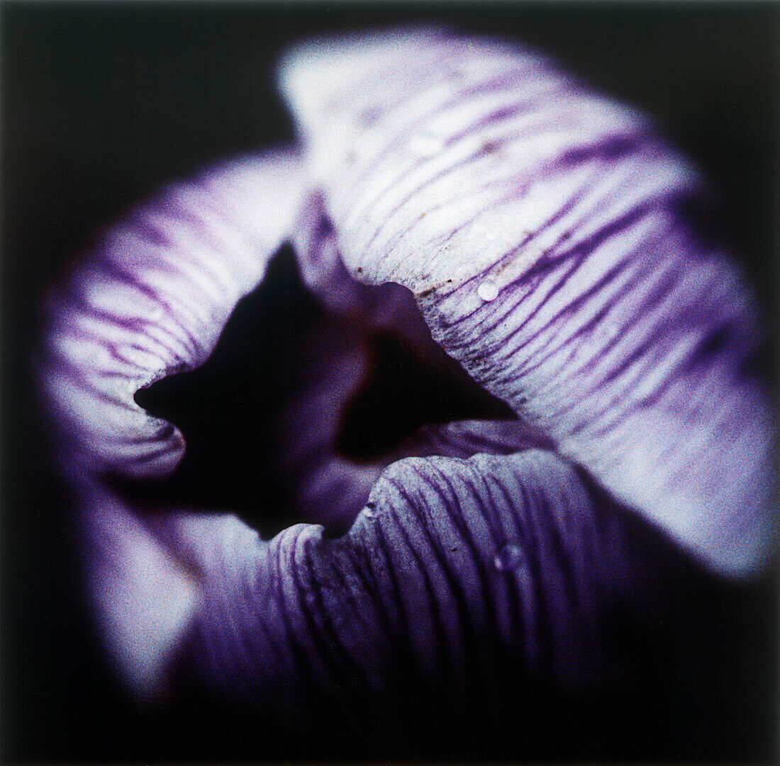 Purple crocus flowers, Crocus, Macro