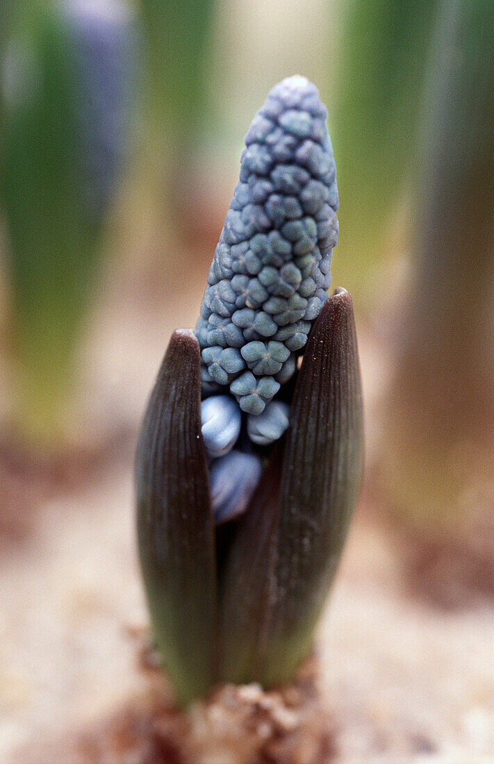 Himmelblaue Traubenhyazinthe (Muscari azureum), Blüte
