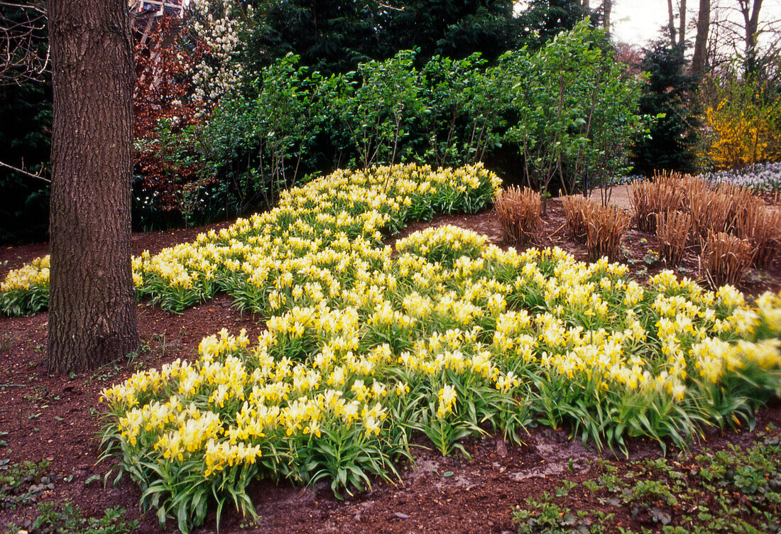 Iris Bucharica