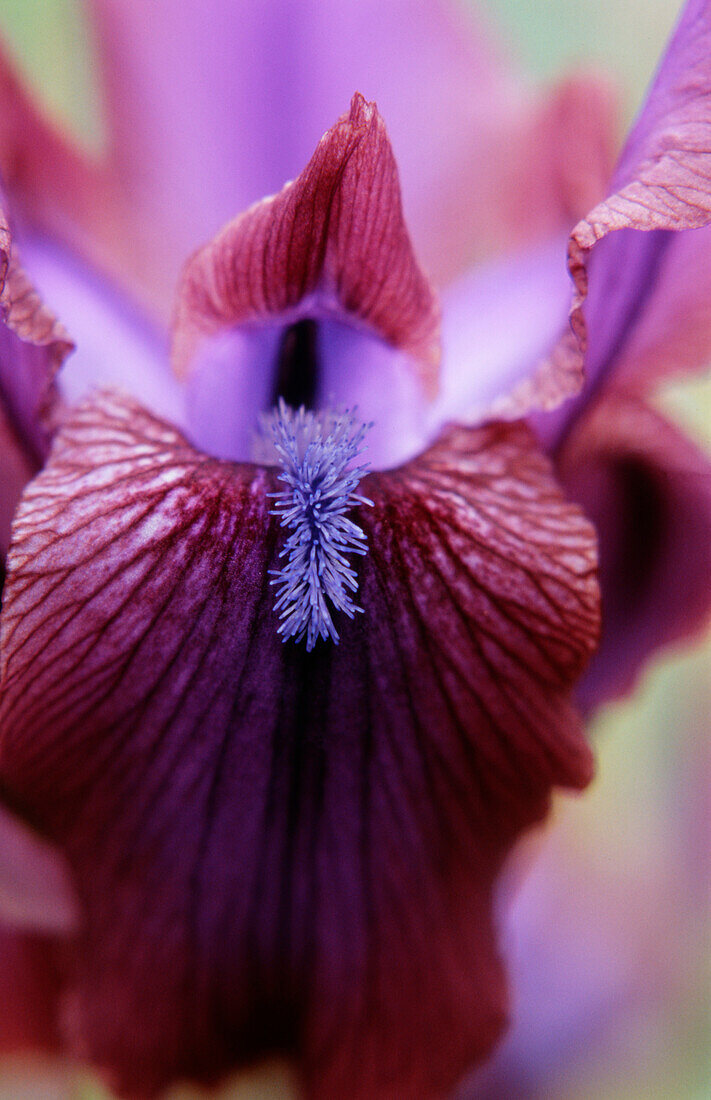 Red flowering iris (Iris), hybrid 'Vera'