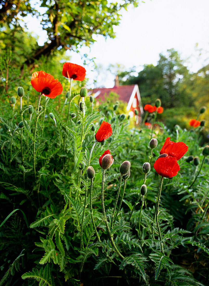 Papaver orientale