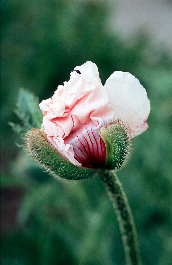 Papaver orientale