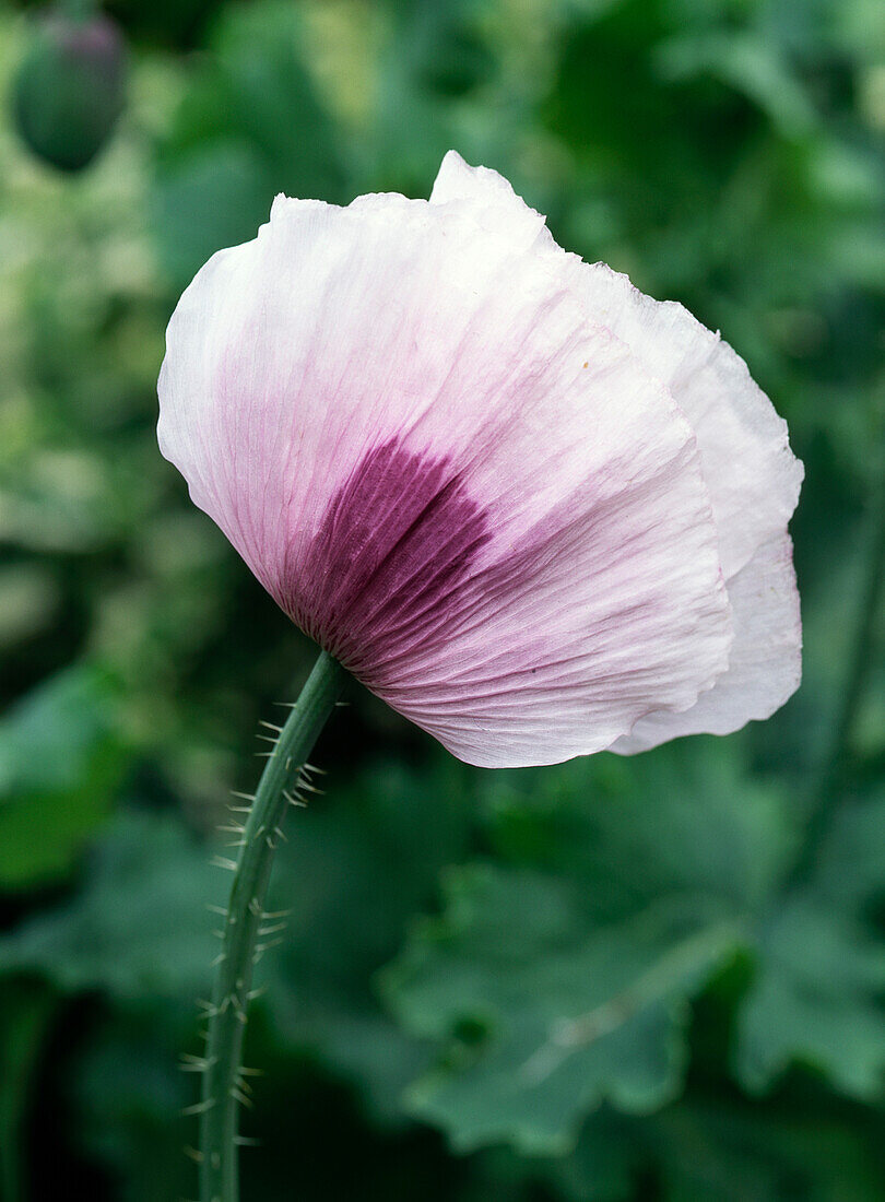 Pink flower of the opium poppy (Papaver somniferum 'Polycephalum ')