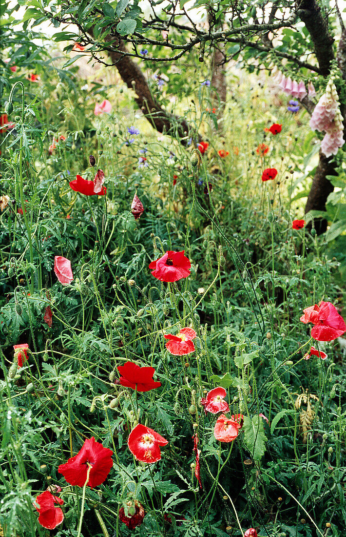 Klatschmohn (Papaver rhoeas), Rote Blüten im Garten