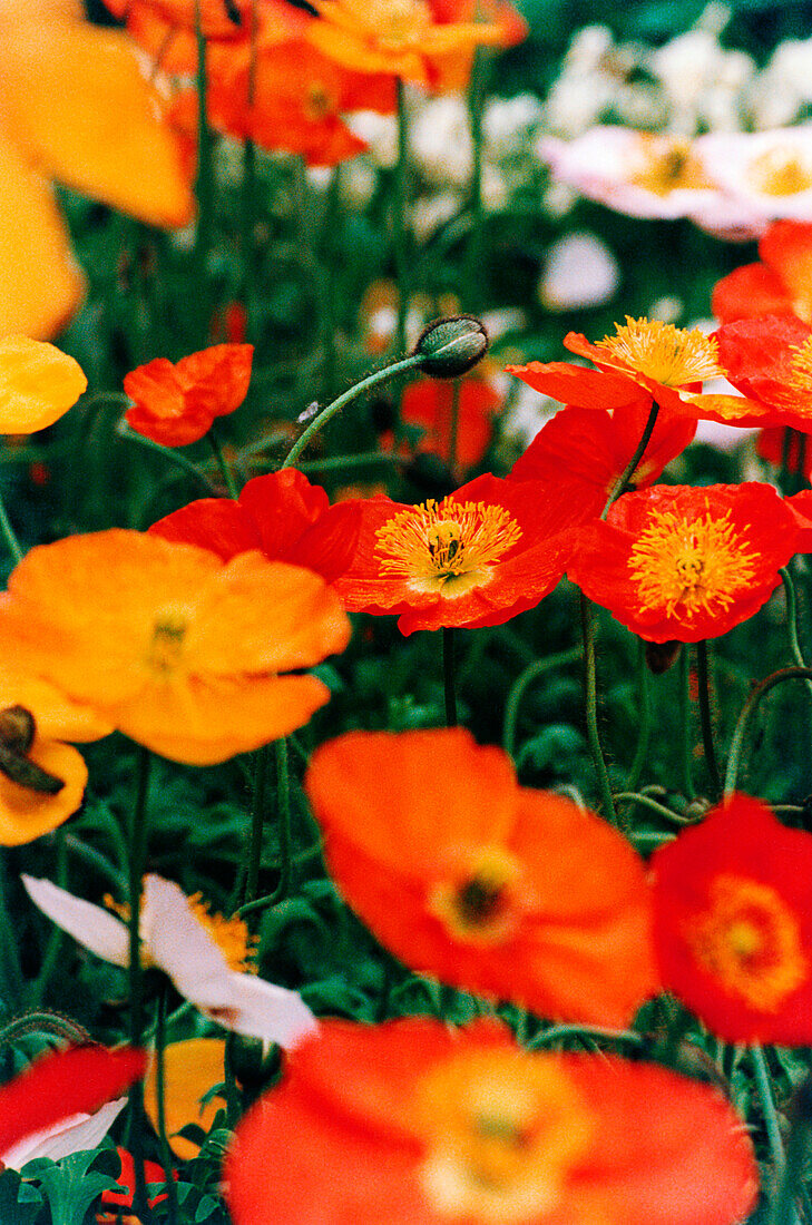 Altaic poppy (Papaver croceum) 'Meadhome Strain'