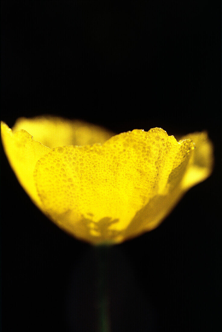 Yellow alpine poppy (Papaver alpinum ssp. rhaeticum)
