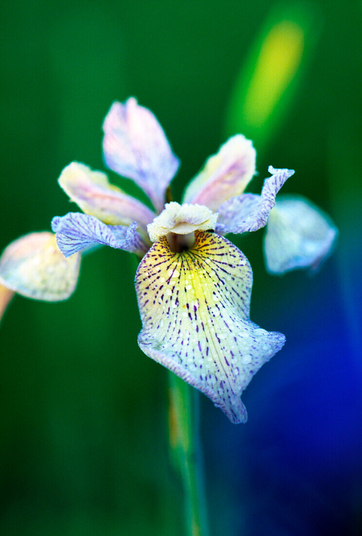 White flower of the Siberian iris (Iris sibirica) 'Gelber Mantel' (Yellow mantle)