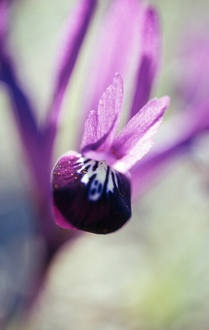 Blüte der Netzblatt-Schwertlilie (Iris reticulata) 'Purple Gem'