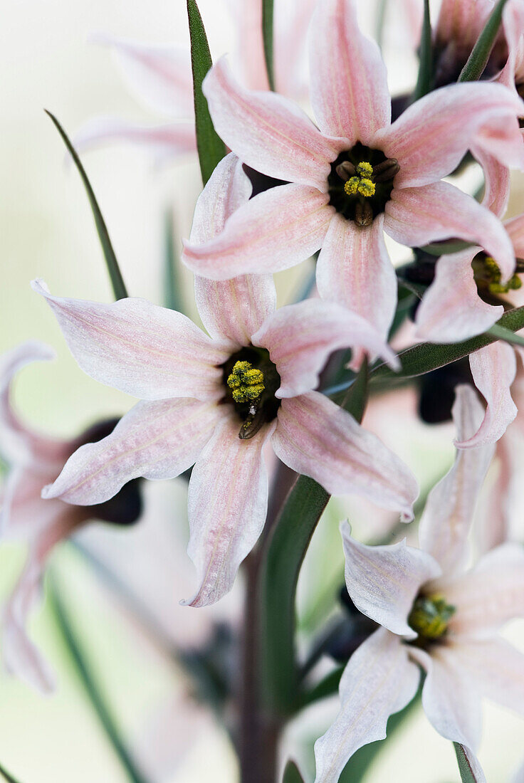 Sporn-Fritillarie (Fritillaria stenanthera)