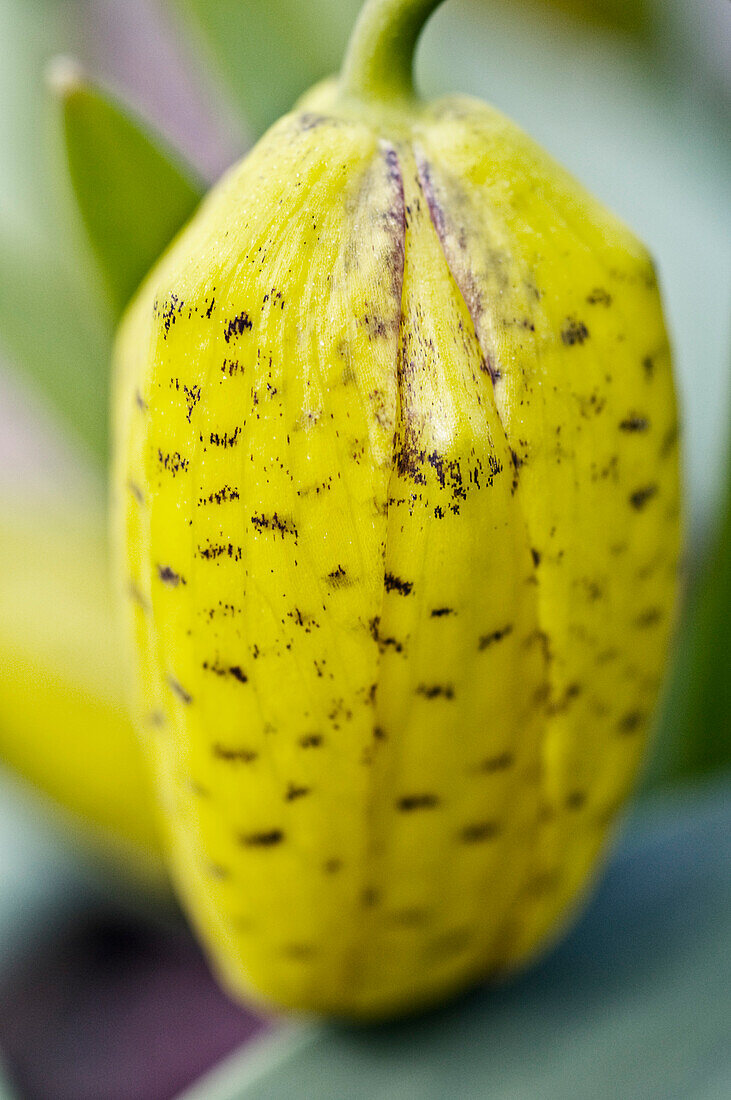 Golden egg fritillary (Fritillaria aurea)