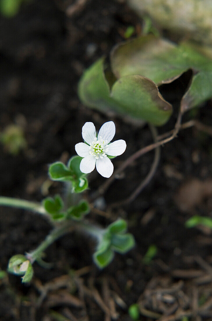 Garten-Leberblümchen (Hepatica americana) 'Alba'