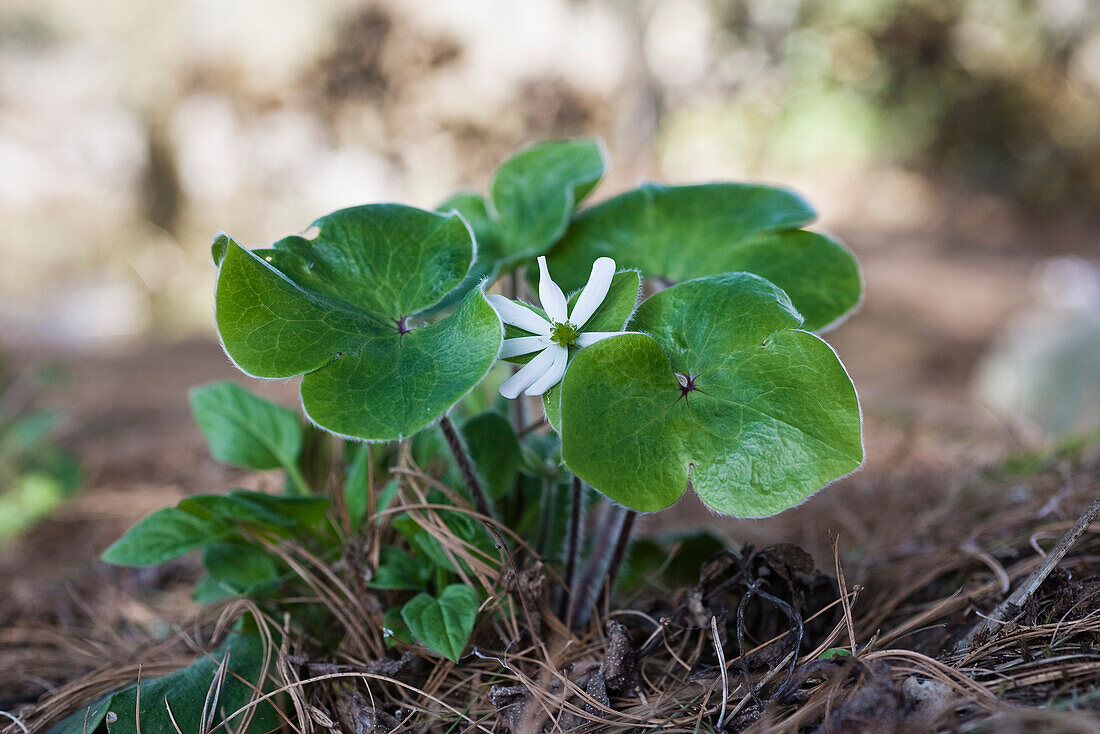 Riesen-Leberblümchen (Hepatica maxima)